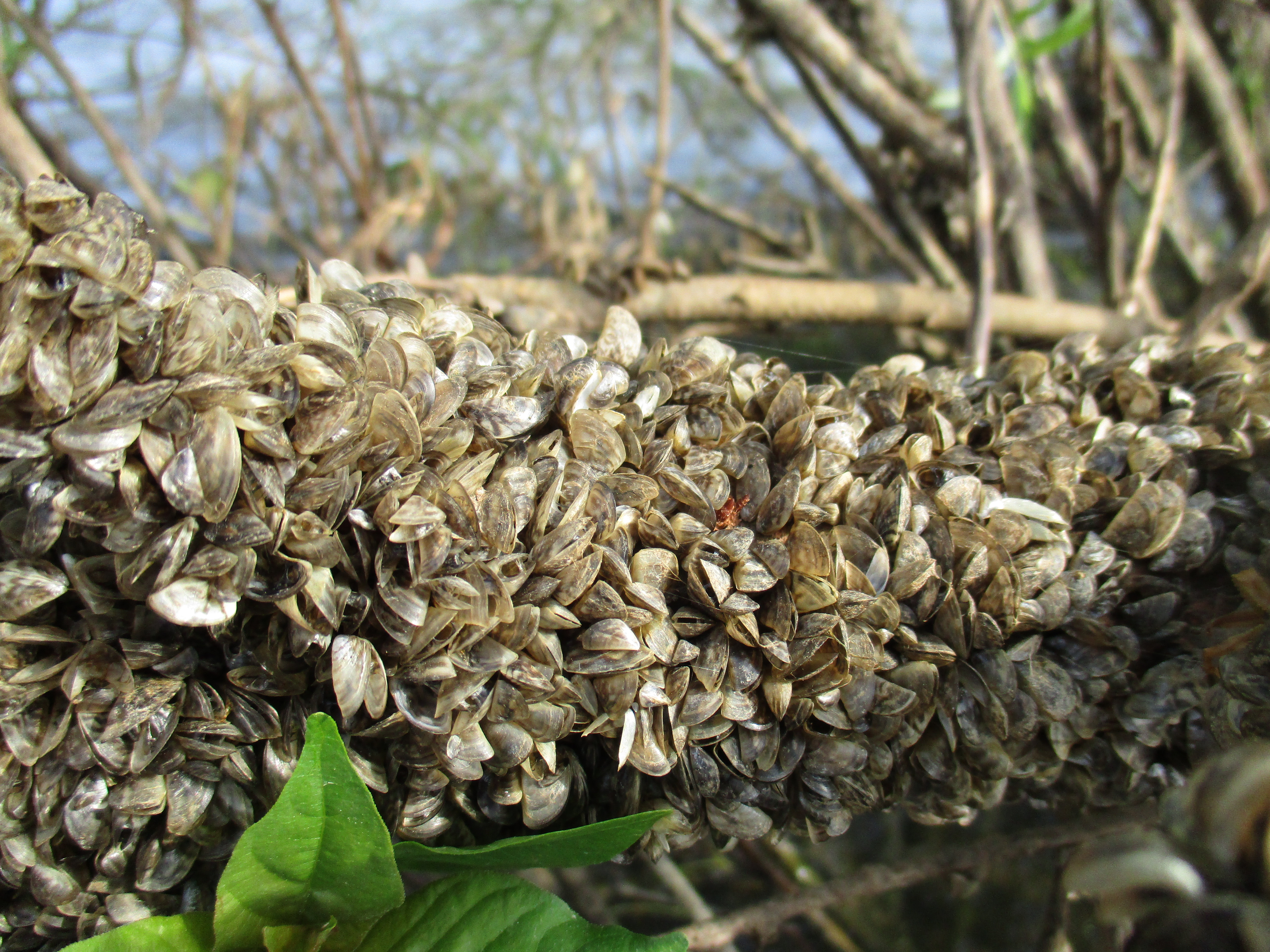 Lower half of the photo dominated by a close up a tree limb covered with zebra mussels